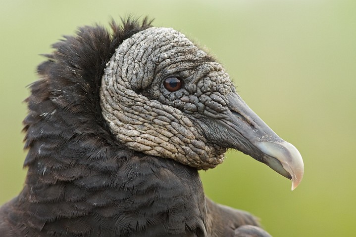 Rabengeier Coragyps atratus Black Vulture